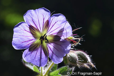 Geranium ibericum  Geotagged,Geranium ibericum,Summer,Turkey
