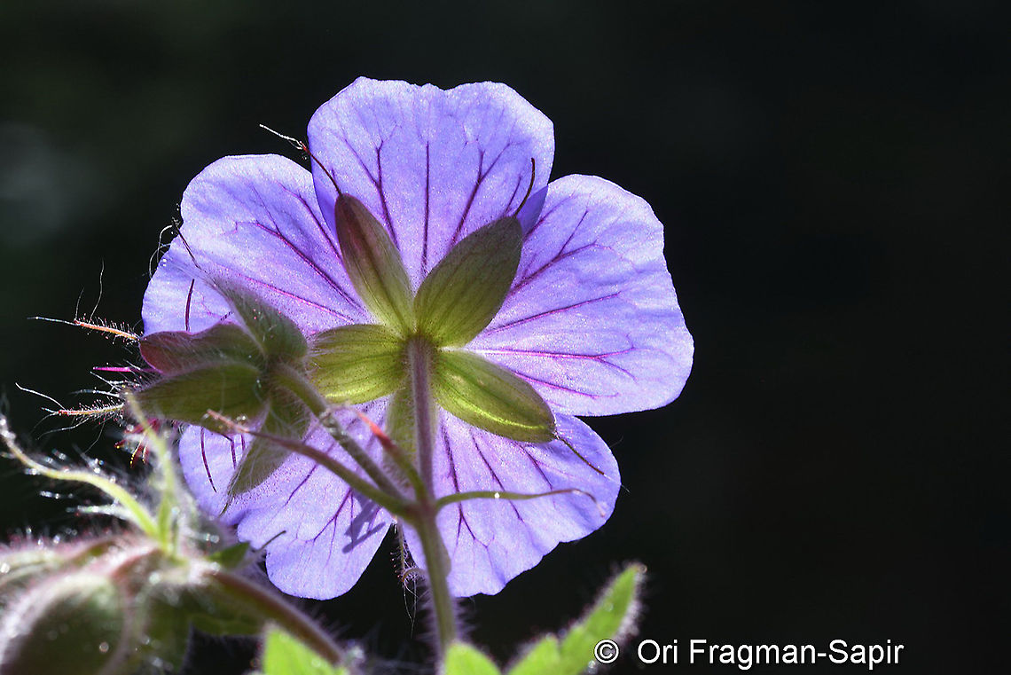 Geranium ibericum  Geotagged,Geranium ibericum,Summer,Turkey