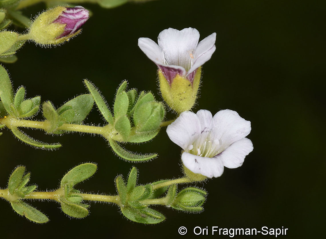 Gypsophila glandulosa  Geotagged,Gypsophila glandulosa,Spring,Turkey