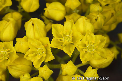 Haplophyllum thesioides  Geotagged,Haplophyllum thesioides,Summer,Turkey
