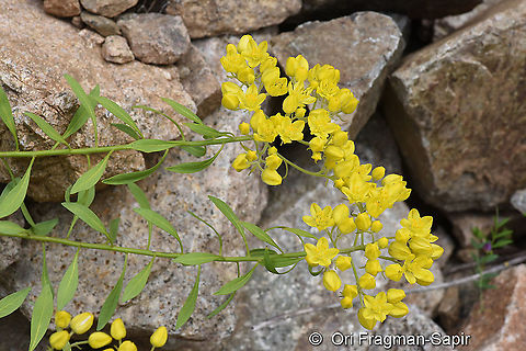 Haplophyllum thesioides  Geotagged,Haplophyllum thesioides,Summer,Turkey
