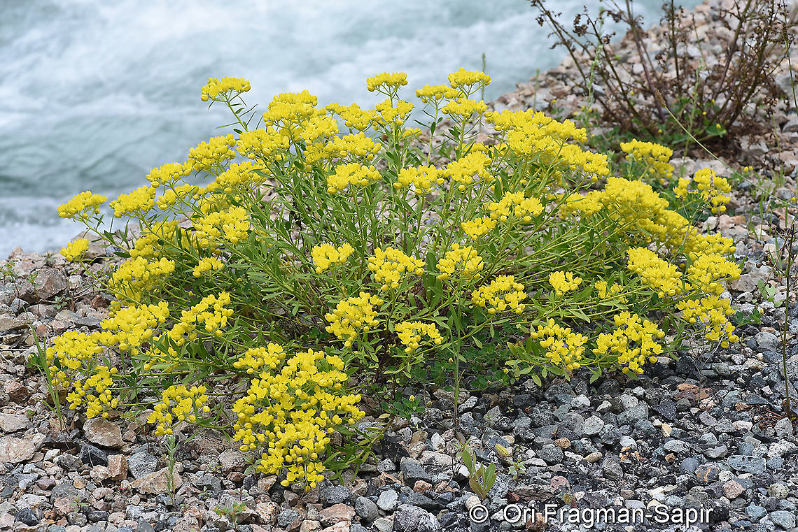 Haplophyllum thesioides  Geotagged,Haplophyllum thesioides,Summer,Turkey