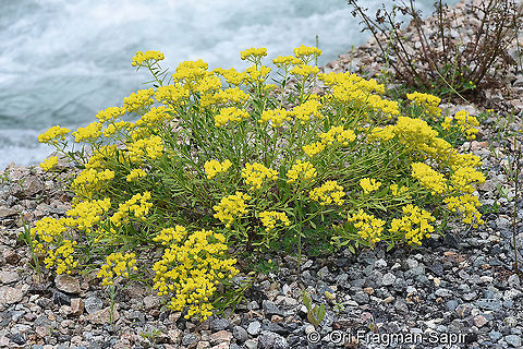 Haplophyllum thesioides  Geotagged,Haplophyllum thesioides,Summer,Turkey