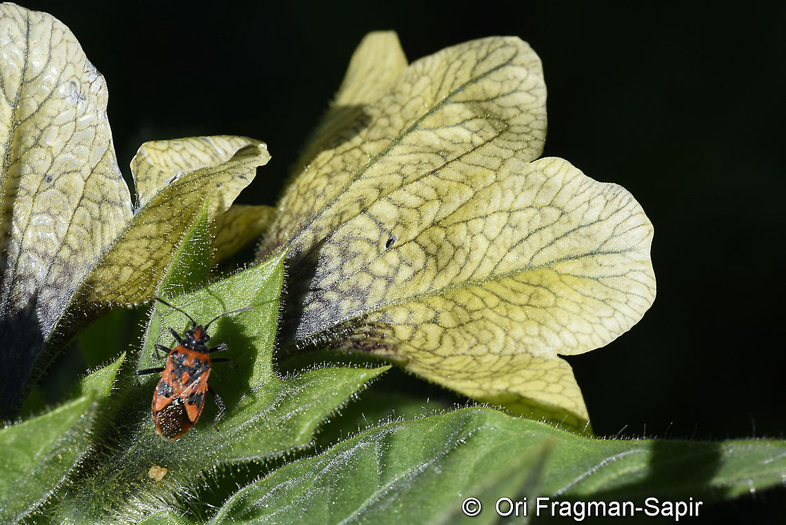 Hyoscyamus niger  Geotagged,Henbane,Hyoscyamus niger,Summer,Turkey