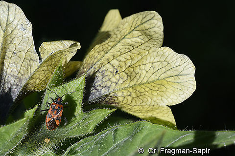 Hyoscyamus niger  Geotagged,Henbane,Hyoscyamus niger,Summer,Turkey