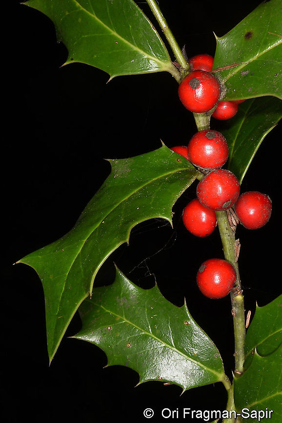 Ilex colchica NE Turkey, near Sumela Geotagged,Ilex colchica,Spring,Turkey