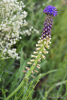 Leopoldia tenuiflora  Geotagged,Leopoldia tenuiflora,Summer,Turkey