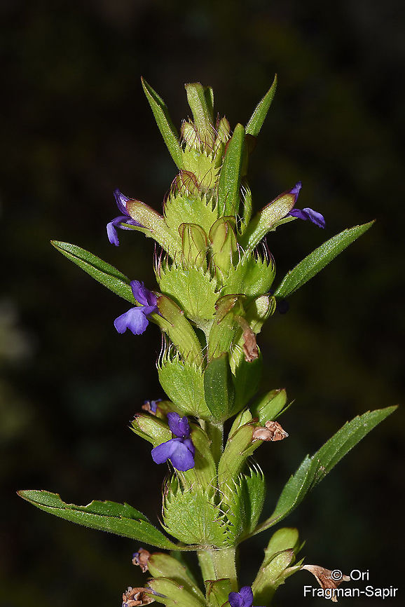 Lallemantia peltata  Geotagged,Lallemantia peltata,Summer,Turkey