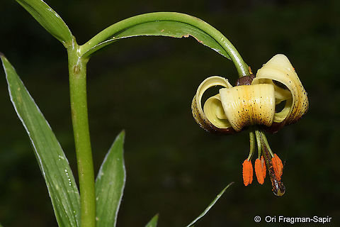 Lilium ciliatum  Geotagged,Lilium ciliatum,Summer,Turkey