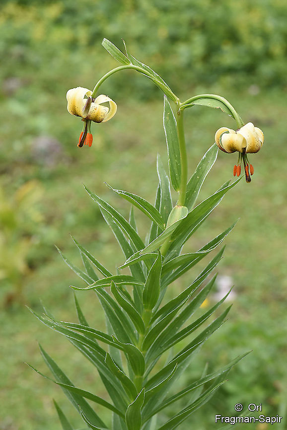 Lilium ciliatum  Geotagged,Lilium ciliatum,Summer,Turkey