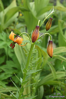 Lilium ponticum  Geotagged,Lilium ponticum,Summer,Turkey