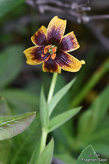 Lilium ponticum  Geotagged,Lilium ponticum,Spring,Turkey