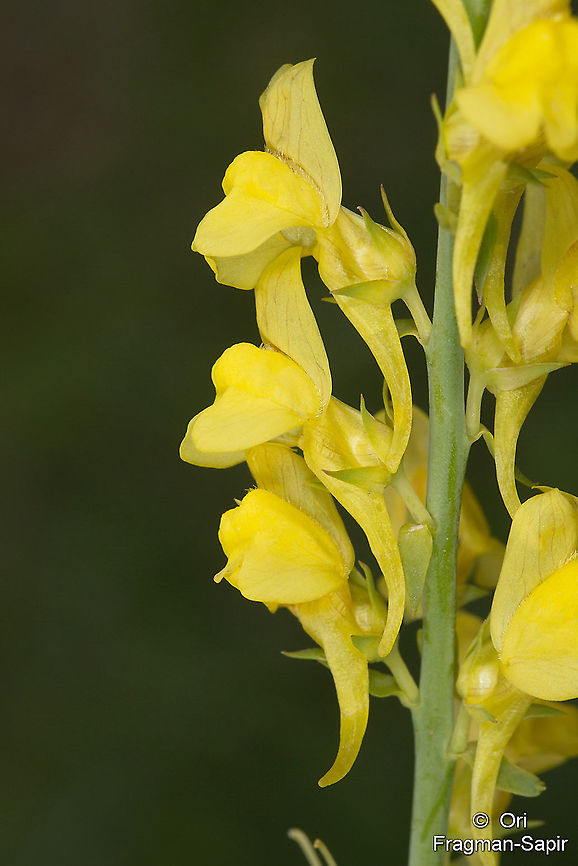Linaria genistifolia  Geotagged,Linaria genistifolia,Spring,Turkey