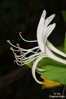 Lonicera caprifolium NE Turkey Goat-leaf honeysuckle,Lonicera caprifolium