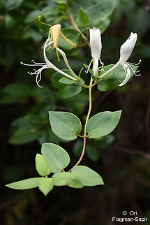 Lonicera caprifolium NE Turkey, above Cayeli Geotagged,Goat-leaf honeysuckle,Lonicera caprifolium,Summer,Turkey
