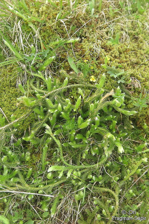 Lycopodium clavatum  Geotagged,Lycopodium clavatum,Spring,Stag's-horn Clubmoss,Turkey
