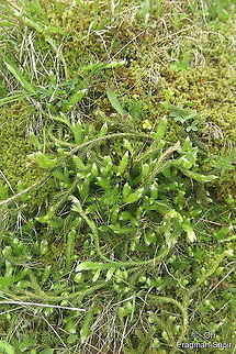 Lycopodium clavatum  Geotagged,Lycopodium clavatum,Spring,Stag's-horn Clubmoss,Turkey