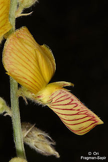 Onobrychis huetiana NE Turkey, Tortum Falls Geotagged,Onobrychis huetiana,Summer,Turkey