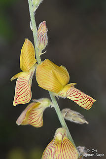 Onobrychis huetiana NE Turkey, Tortum Falls Geotagged,Onobrychis huetiana,Summer,Turkey