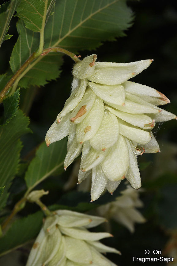 Ostrya carpinifolia  European hop-hornbeam,Geotagged,Ostrya carpinifolia,Spring,Turkey
