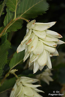 Ostrya carpinifolia  European hop-hornbeam,Geotagged,Ostrya carpinifolia,Spring,Turkey
