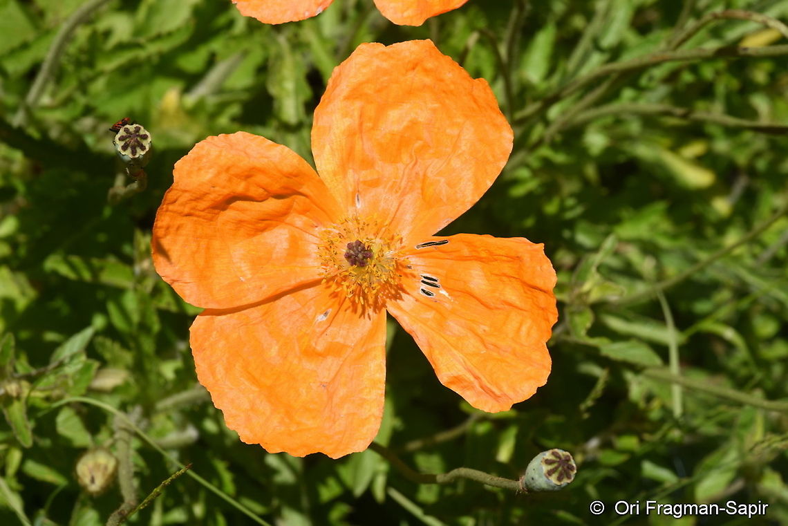 Papaver lateridium  Geotagged,Papaver lateridium,Papaver lateritium,Summer,Turkey