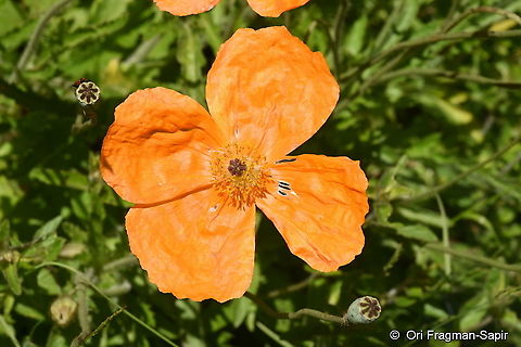 Papaver lateridium  Geotagged,Papaver lateridium,Papaver lateritium,Summer,Turkey