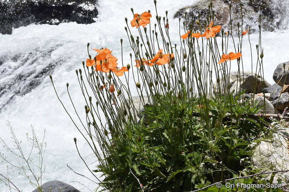 Papaver lateridium  Geotagged,Papaver lateridium,Papaver lateritium,Summer,Turkey