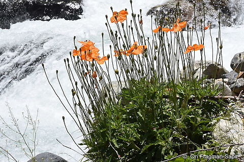 Papaver lateridium  Geotagged,Papaver lateridium,Papaver lateritium,Summer,Turkey