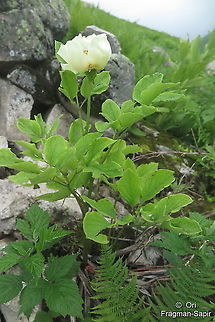 Paeonia wittmanniana  Geotagged,Paeonia wittmanniana,Summer,Turkey