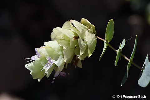 Origanum rotundifolium  Origanum rotundifolium