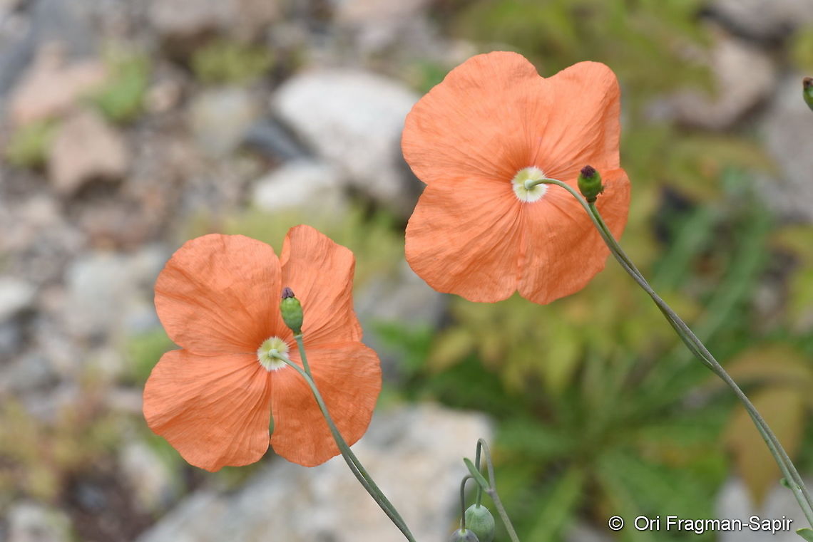 Papaver fugax  Geotagged,Papaver fugax,Summer,Turkey