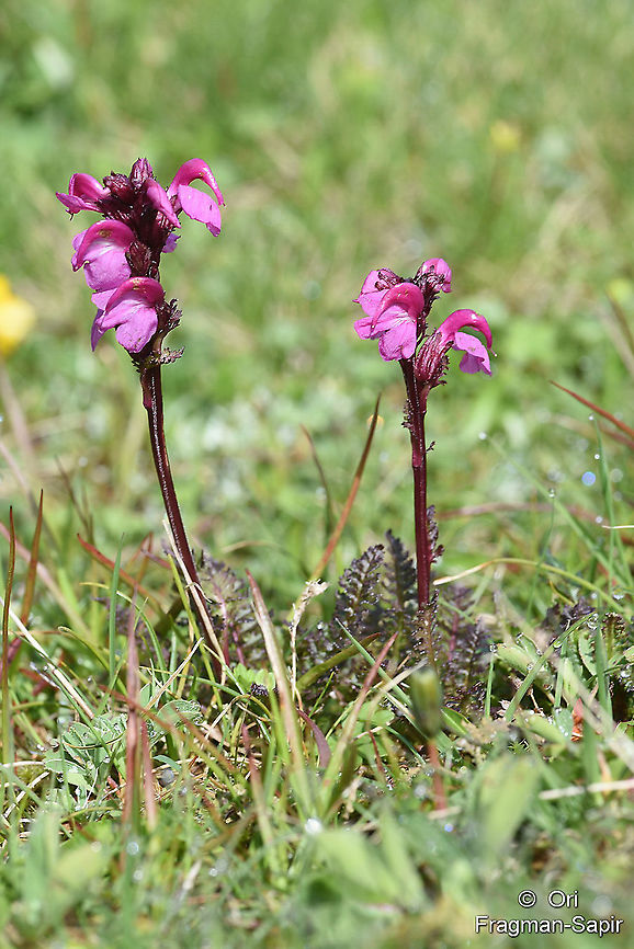 Pedicularis nordmanniana  Geotagged,Pedicularis nordmanniana,Summer,Turkey