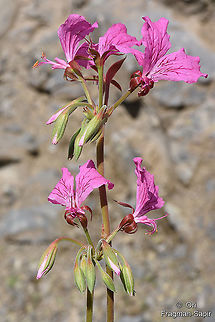 Pelargonium endlicherianum  Geotagged,Pelargonium endlicherianum,Spring,Turkey