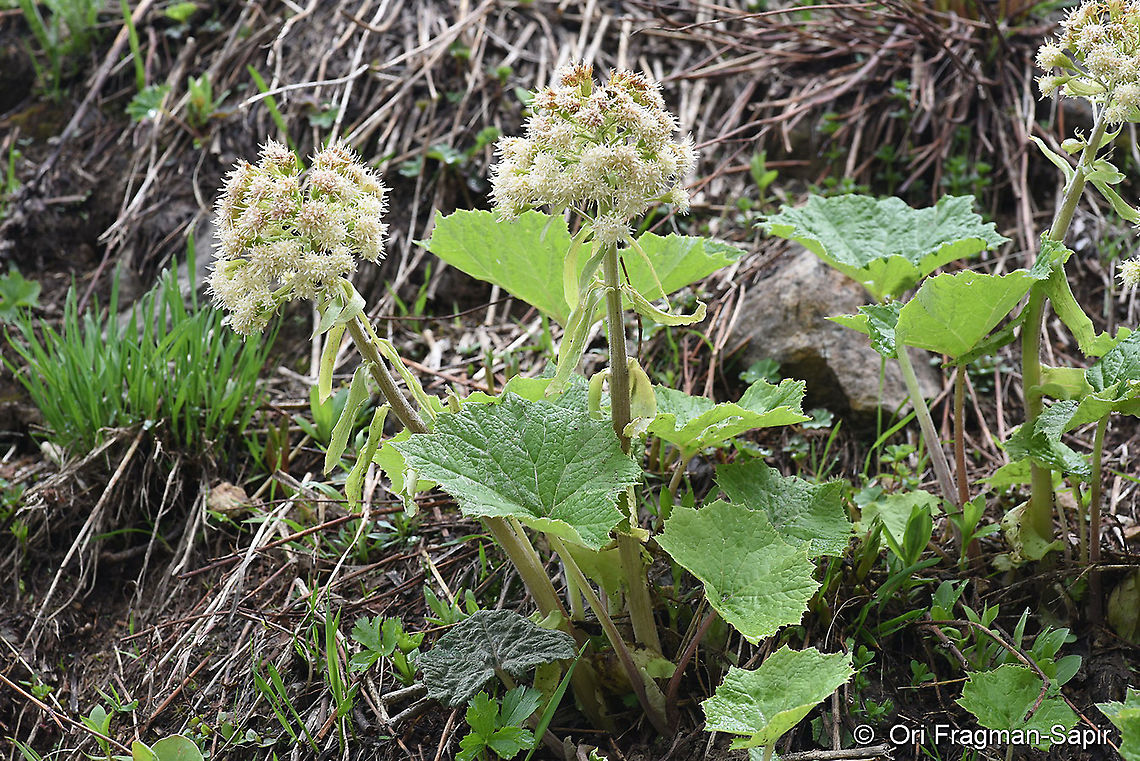 Petasites albus  Geotagged,Petasites albus,Spring,Turkey,White butterbur