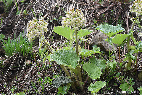 Petasites albus  Geotagged,Petasites albus,Spring,Turkey,White butterbur