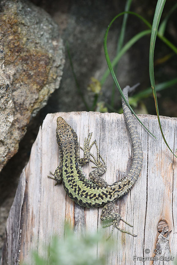Darevskia rudis NE Turkey, near Sumela Darevskia rudis,Geotagged,Phoenicolacerta laevis,Spring,Turkey