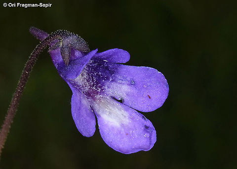 Pinguicula balcanica ssp pontica  Geotagged,Pinguicula balcanica,Spring,Turkey