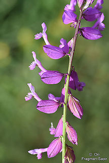 Polygala major  Big Milkwort,Geotagged,Polygala major,Summer,Turkey