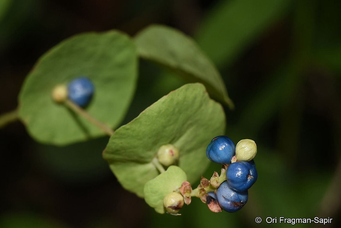 Polygonum perfoliatum NE Turkey, above Cayeli Geotagged,Persicaria perfoliata,Summer,Turkey