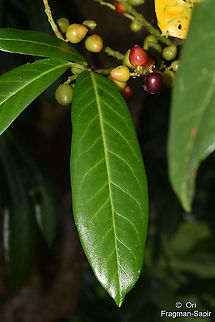 Prunus laurocerasus NE Turkey, above Cayeli Geotagged,Prunus laurocerasus,Summer,Turkey