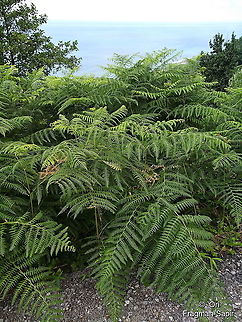 Pteridium aquilinum  Eagle fern,Geotagged,Pteridium aquilinum,Summer,Turkey