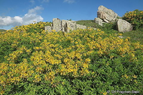 Rhododendon luteum  Geotagged,Rhododendron luteum,Spring,Turkey