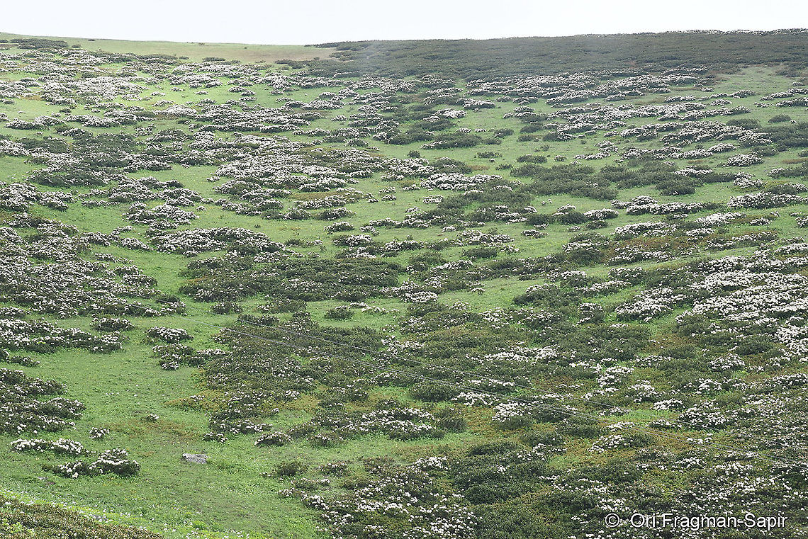 Rhododendron caucasicum  Geotagged,Rhododendron caucasicum,Spring,Turkey