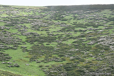 Rhododendron caucasicum  Geotagged,Rhododendron caucasicum,Spring,Turkey