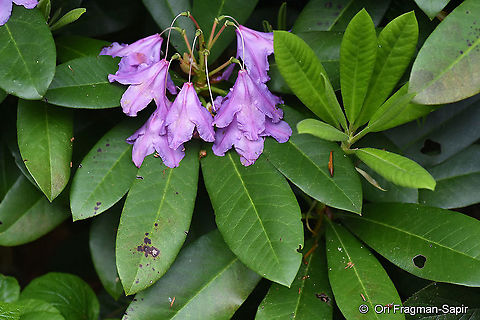 Rhododendron ponticum  Geotagged,Rhododendron ponticum,Summer,Turkey
