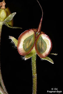 Rindera lanata  Geotagged,Rindera lanata,Summer,Turkey