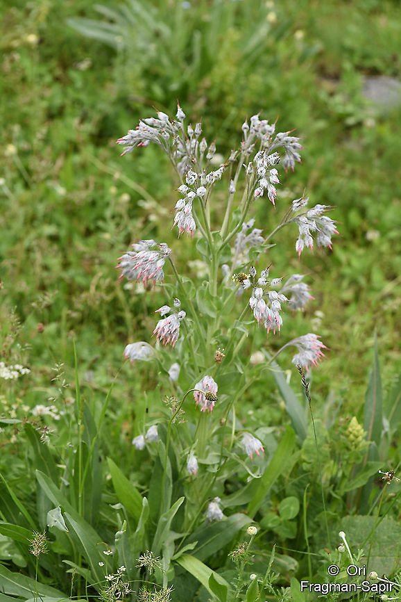 Rindera lanata  Geotagged,Rindera lanata,Summer,Turkey