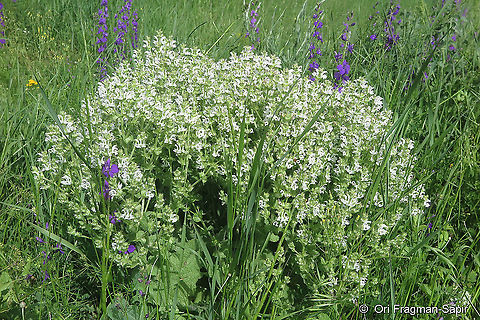 Salvia aethiopis  Geotagged,Salvia aethiopis,Spring,Turkey