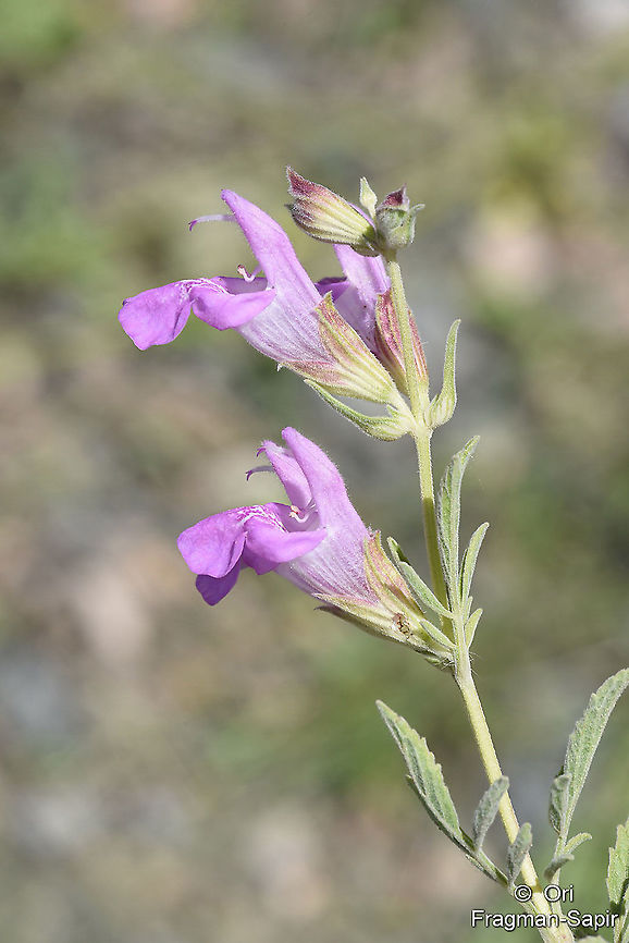 Salvia rosifolia NE Turkey, G&uuml;m&uuml;şhane Kale K&ouml;y&uuml; Geotagged,Salvia rosifolia,Spring,Turkey